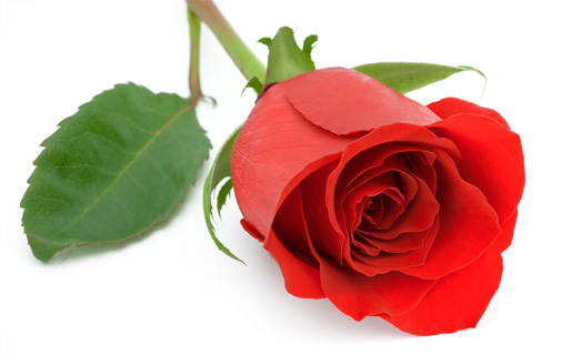 Ruža za Elviru i sve žene izložene nasilju