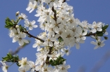 kladanj_20110422_001