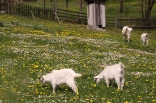 kladanj_20110423_097