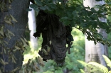 nezuk-kamenica_20110708_072