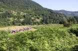 kamen_konj-p_20110709_053