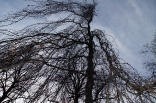skovde-20111125-062-ms