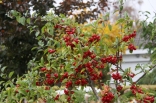 bhkrf-kuggaviksgarden-20151024-25-042